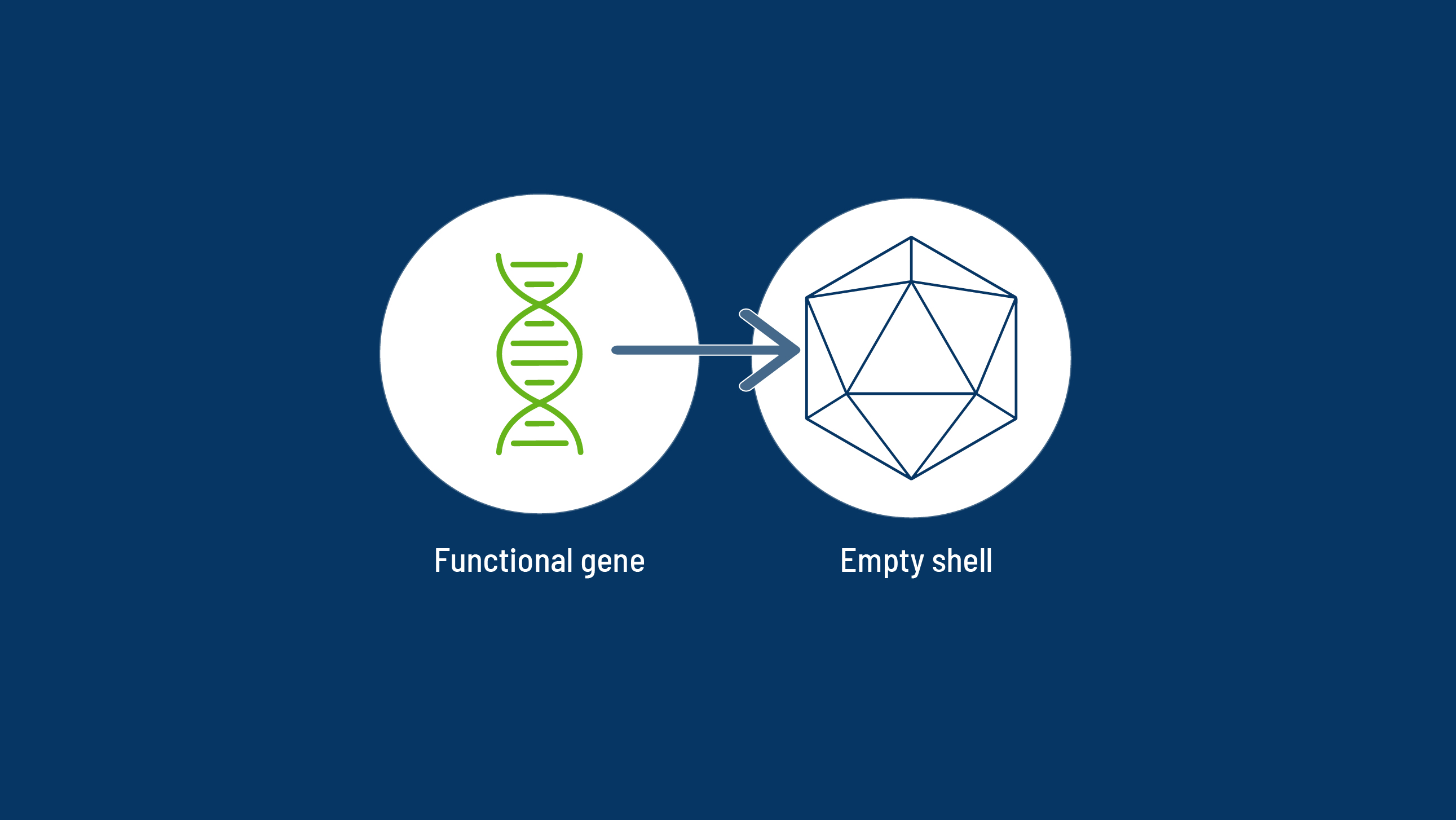 Functional Gene to Empty Shell